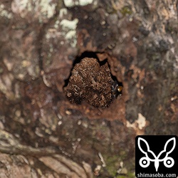 こちらは上の巣より日齢が進んでいます。ヒナは巣穴の右のほうにピントがボケて写っています。巣立ちまであと1週間というところでしょうか。