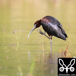 最初見つけたトキは、目を疑いました。沖縄本島では過去に記録がありますが、まさか石垣島でもブロンズトキを見られるとはねー。