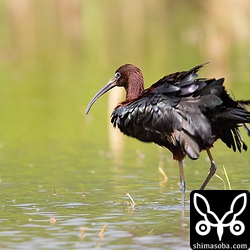 羽繕いの後は体をひとゆすり。