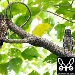 上の個体の親と兄弟。親鳥はオスと思われます。