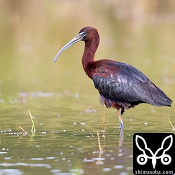 見よ!! この光沢を!! ブロンズトキの名に恥じない輝きを放っています。夏羽。冬羽は光沢がなくなり頭部に淡色斑が出るようです。