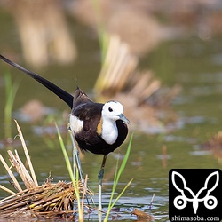 前から見てもゴージャスなレンカクの夏羽。