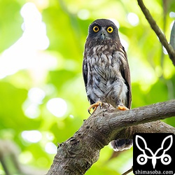 新しいポイントで見つけたアオバズクの巣立ちビナ。巣立って数日が経っているようで自由自在に飛び回っていた。人間への警戒心も多少あった。