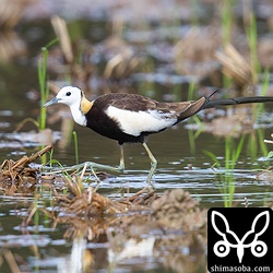 ハスの葉の上も歩ける大きな足。あいにく出会ったのは田んぼなのでハスはなし。