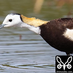 後頸部のゴールドの輝きを放つ羽毛はなんなんでしょう。優雅ですね。