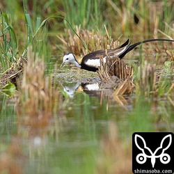 2羽目のレンカクは遠かった。レンカクは分布をどんどん広めているそうなので、いつまで滞在するのか楽しみ。