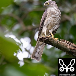子どもが餌を取りに来るかと思っていましたが、さばいているうちに獲物を下に落としていた。