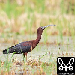 水を飲むブロンズトキ。嘴が曲がっていても器用にすくって飲んでいました。