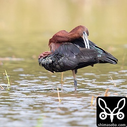 ブロンズトキは、終始リラックスした状態で羽繕いなどしていました。