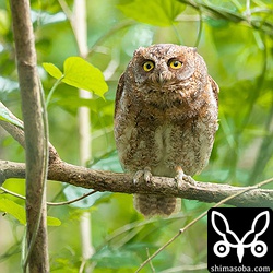 いつもと違う声で鳴いていた。カラスなんかと比べ物にならない、よほど危ない外敵がいたのだろうか?