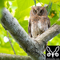 上の個体と一緒にいたコノハズク。こちらがオスと思われます。頭上の木へすっと飛んできた。