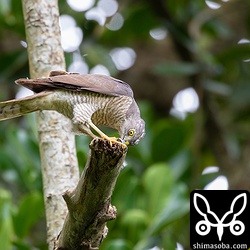 餌を持ってきたツミのメス。