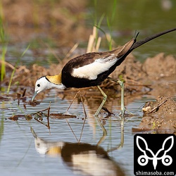 水中に潜むミズアブの幼虫らしきを捕まえては食っていた。