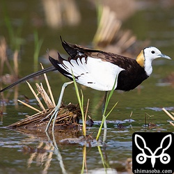 伸びをするレンカク。初列風切の先端には飾り羽のような突起があります。どこまでもおしゃれです。