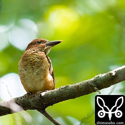 飛ぶのも上手くなり、枝へも上手に止まっていました。