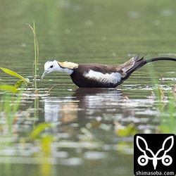 レンカク夏羽オス。もう1羽のレンカクも隣の田んぼで逗留中。
