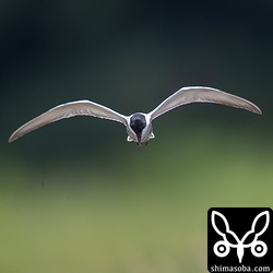 クロハラアジサシは増えてきました。田んぼや牧草地などの上を群れで飛び回っています。