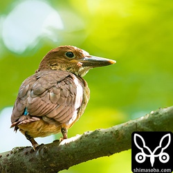 赤い体は親に比べるとくすんでいますが、腰の青はこのころから鮮やかです。