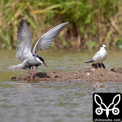 クロハラアジサシ成鳥夏羽(右)と第1回夏羽。