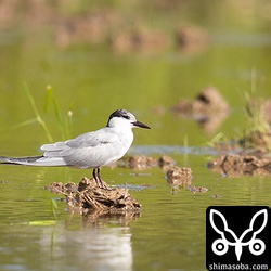 クロハラアジサシ成鳥。冬羽から夏羽へ。