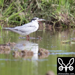 第1回夏羽のクロハラアジサシ。大きな魚を呑み込もうと必死。結局吞み込めず。