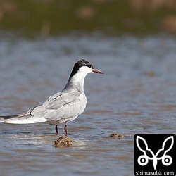 クロハラアジサシ成鳥。冬羽が残りますが、ほぼ夏羽に変わっています。