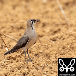 親鳥。雌雄は不明。夏羽がかなり磨耗しています。