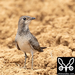 ツバメチドリの幼鳥。生後30日ぐらいでしょうか。