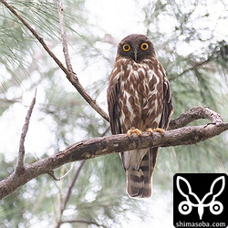 こちらは別の場所のアオバズク。このペアは雌雄の判別が難しいのですが、こちらがオス親です。