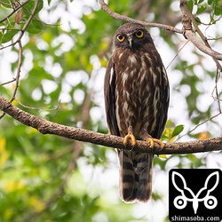 こちらはオス親。巣立ったヒナは1羽だけなんとなく見えました…。^^;