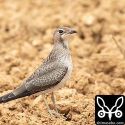 こちらは次男かな。