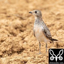 これは末っ子で間違いないと思う。