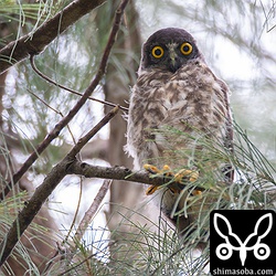 巣立ったアオバズクのヒナ。見た目的には末っ子っぽいのですが、他には見つからず。