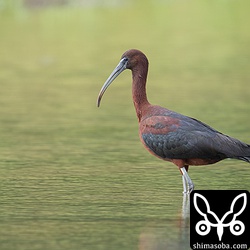 くすんでも美しい鳥には変わりありません。