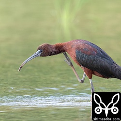 曇ると一気にくすんじゃうブロンズトキ。^^;