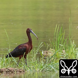水の張られた田んぼを忙しそうに歩き回りながら水生昆虫などを捕まえていた。