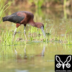 獲物は、小さな巻貝やヤゴのようだった。