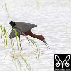 伸び。今日は、太陽の向きが良くなくブロンズトキっぽい色があまり出ませんでした。