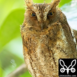 人や自動車が通る道からほんの数メートルのところに止まっている。