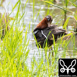 羽繕いするタマシギのメス。この時期、鳴き声もよく聞くし、出会いも多いです。