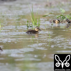 可愛らしいカルガモのヒナ。沖縄本島ではオシドリも繁殖しますが、石垣島で繁殖するカモの仲間はカルガモだけです。カモ科ではありませんが、カイツブリも石垣島で繁殖します。