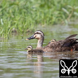 カルガモの親子。たまにダムで繁殖している個体がいたけど、田んぼでの子連れは初めて見ました。このメスはヒナを7羽連れていた。