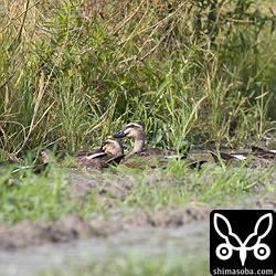 こちらのヒナたちはだいぶ大きくなっている。真ん中が成鳥。親と変わらないぐらいに成鳥したヒナを5羽連れていた。