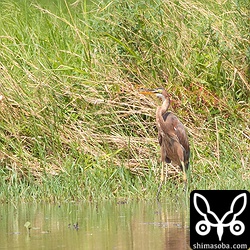 ムラサキサギの幼鳥。同じエリアに2羽の幼鳥がいました。