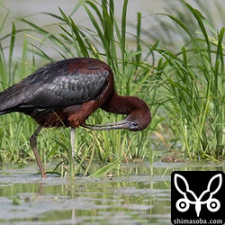 羽繕いするブロンズトキ。「羽よ落ちろ」と念じましたが残念ながら拾うことはできませんでした。