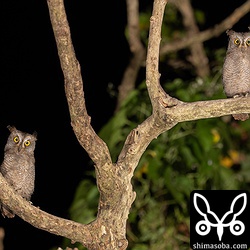 石垣島のトトロ。リュウキュウコノハズクのこんな姿が見られるのはこの時期だけ!!