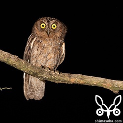 上の三兄弟の母親。