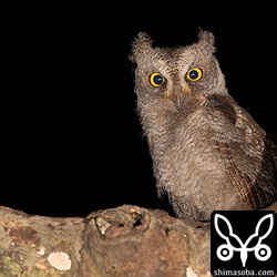 まだしばらくは親の庇護のもと暮らし、狩りの仕方などを学びます。