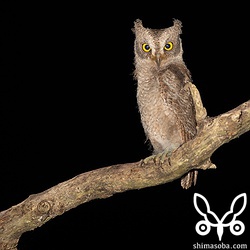 こちらは次男。