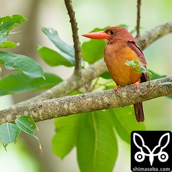 リュウキュウアカショウビンもまだまだ観察できます。